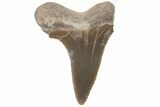 Bargain, Fossil Ginsu Shark (Cretoxyrhina) Tooth - Kansas #219158-1